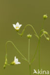 Geelhartje (Linum catharticum) 