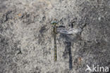 Gevorkte rombout (Gomphus graslinii) 