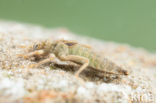 Gevorkte rombout (Gomphus graslinii) 