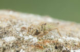 Gevorkte rombout (Gomphus graslinii) 