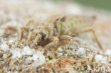 Gevorkte rombout (Gomphus graslinii) 