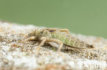 Gevorkte rombout (Gomphus graslinii) 