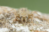 Gevorkte rombout (Gomphus graslinii) 