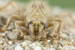 Gomphus graslinii (red list IUCN