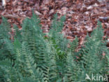 Common Polypody (Polypodium vulgare)