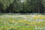 Gewone paardenbloem (Taraxacum officinale)