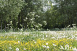 Gewone paardenbloem (Taraxacum officinale)