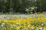 Gewone paardenbloem (Taraxacum officinale)