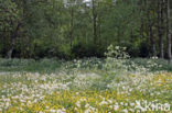 Gewone paardenbloem (Taraxacum officinale)