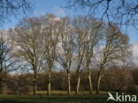 London plane tree (Platanus acerifolia)