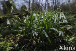 Gewoon sneeuwklokje (Galanthus nivalis)