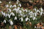 Gewoon sneeuwklokje (Galanthus nivalis)