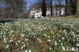 Common Snowdrop (Galanthus nivalis)