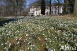 Common Snowdrop (Galanthus nivalis)