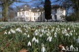 Common Snowdrop (Galanthus nivalis)