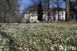 Common Snowdrop (Galanthus nivalis)