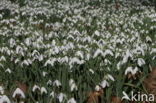 Common Snowdrop (Galanthus nivalis)