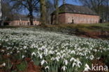 Common Snowdrop (Galanthus nivalis)