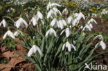 Gewoon sneeuwklokje (Galanthus nivalis)