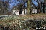 Common Snowdrop (Galanthus nivalis)