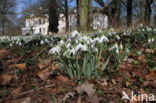 Gewoon sneeuwklokje (Galanthus nivalis)