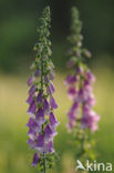 Gewoon vingerhoedskruid (Digitalis purpurea)