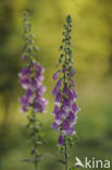 Gewoon vingerhoedskruid (Digitalis purpurea)