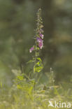 Gewoon vingerhoedskruid (Digitalis purpurea)