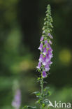 Gewoon vingerhoedskruid (Digitalis purpurea)