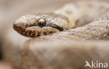 Smooth Snake (Coronella austriaca)