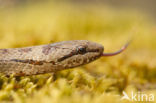 Smooth Snake (Coronella austriaca)