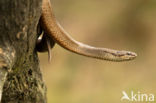 Smooth Snake (Coronella austriaca)