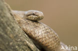 Smooth Snake (Coronella austriaca)