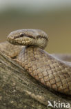 Smooth Snake (Coronella austriaca)