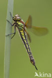 Glassnijder (Brachytron pratense) 