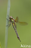 Glassnijder (Brachytron pratense) 