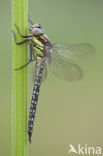 Glassnijder (Brachytron pratense) 