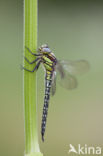 Glassnijder (Brachytron pratense) 