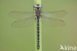 Glassnijder (Brachytron pratense) 