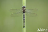 Glassnijder (Brachytron pratense) 