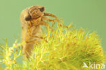 Glassnijder (Brachytron pratense) 
