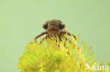 Hairy Dragonfly (Brachytron pratense)