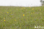 Globularia punctata