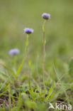 Globularia punctata