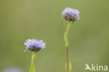 Globularia punctata