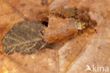 Glyphotaelius pellucidus