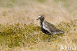 Goudplevier (Pluvialis apricaria) 