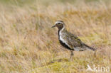 Goudplevier (Pluvialis apricaria) 