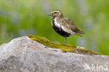 Golden Plover (Pluvialis apricaria)