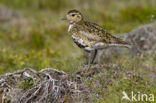 Goudplevier (Pluvialis apricaria) 